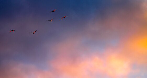 Color birds flight