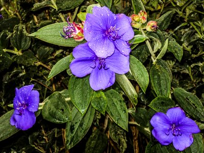 Plant spring violet
