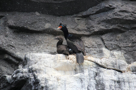 Red-faced cormorant-1