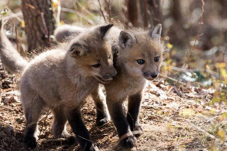 Red fox kits