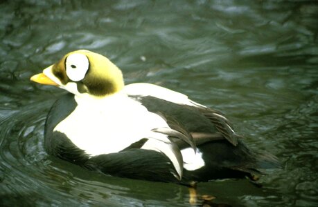 Animal aquatic bird bird