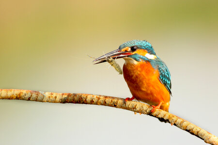 Kingfisher Bird photo