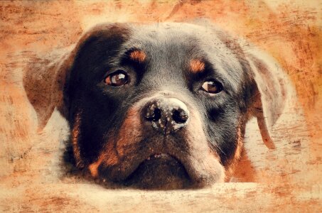 Rotweiler dog dog head