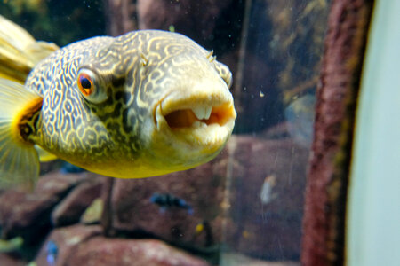 Puffer Fish at the Aquarium photo