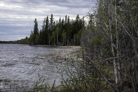 Shoreline with trees at Chan lake Territorial Park photo