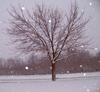 Snow tree christmas photo