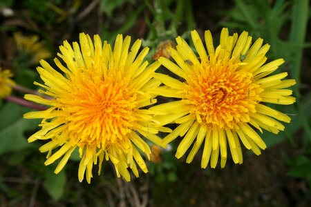 Yellow bloom mother and stepmother