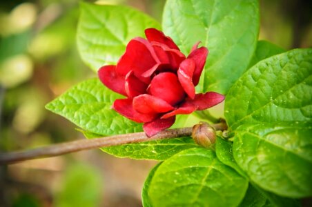 Shrub plant leaf