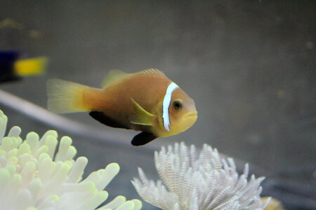 Clown Fish photo