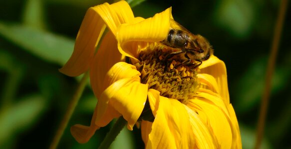 Animal arthropod beautiful flowers