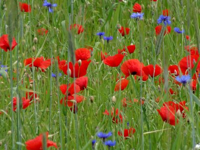 Meadow flower meadow summer