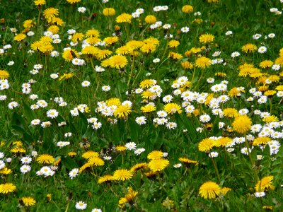 Grass rush nature photo