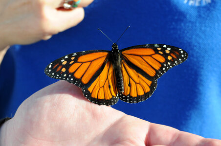 Monarch butterfly rests on finger-1 photo