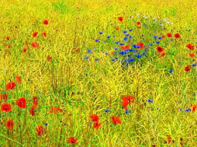 Agriculture beautiful flowers biology