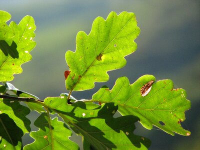 Leaf oak light green photo