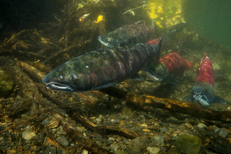 Salmon migration photo