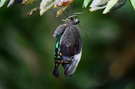 Animal arthropod beetle