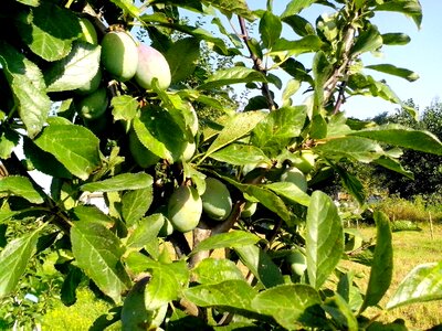 Greenery orchard tree photo
