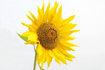 Agriculture beautiful flowers beautiful photo