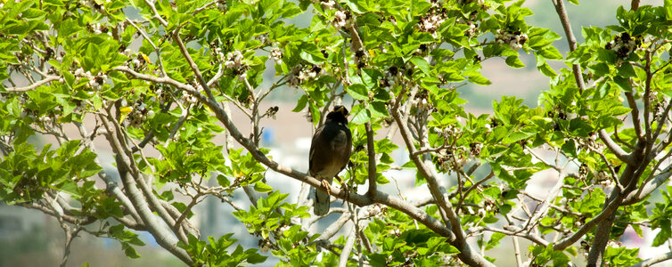 Bird Branch photo
