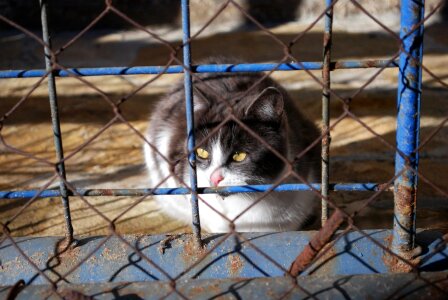 Animal cage cat photo