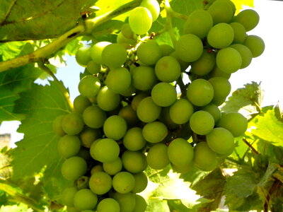 Close close-up fruit
