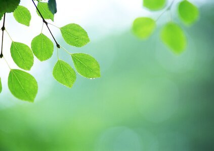 Natural green background with selective focus photo