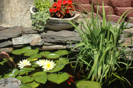 Floral plant natural