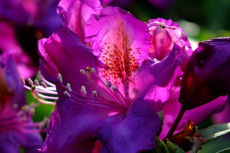 Backlighting flowers spring