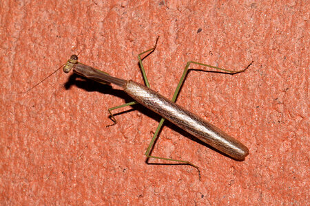 Mantid bug on surface photo