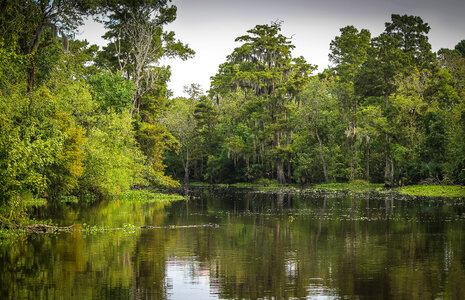 Swamp landscape in Louisiana photo