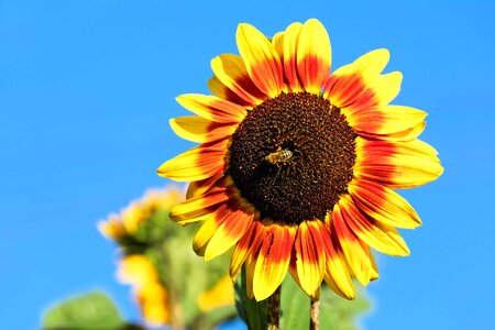 Agriculture beautiful flowers beautiful photo