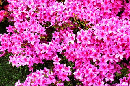 Bright many flowers sun
