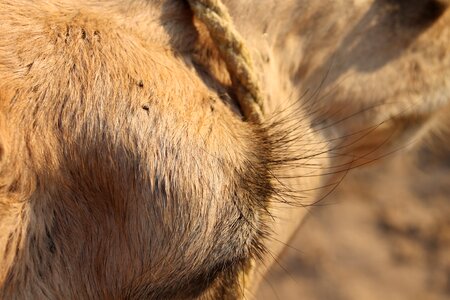 Close up animal desert