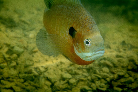 Bluegill on nest-1