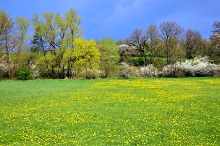 Dandelion landscape meadow photo