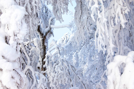 winter tree photo
