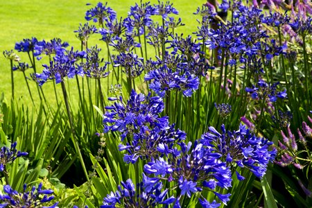Agapanthus flowers deep blue rhs hyde hall garden photo