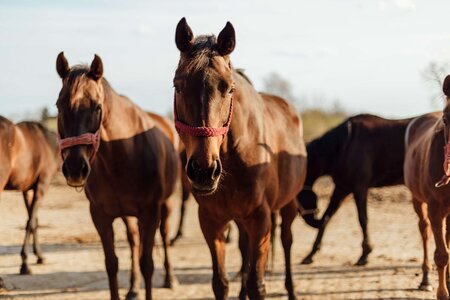 Brown stallion horses photo