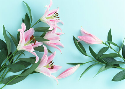 Pink lily flowers. Isolated on blue background photo