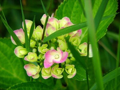Flower green pink photo