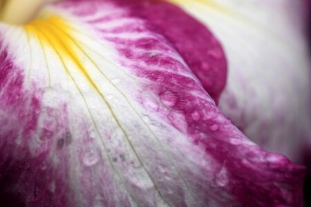 Beautiful beautiful flowers blooming