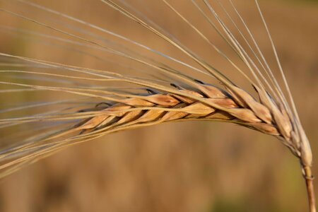 Agricultural agriculture barley