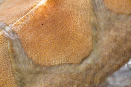 Gulf sturgeon-1