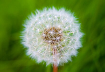 Fluff nature macro