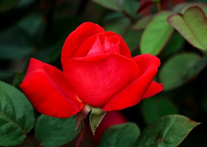 Petal roses romantic photo