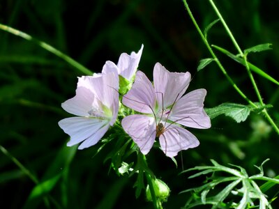 Bloom light purple helllila