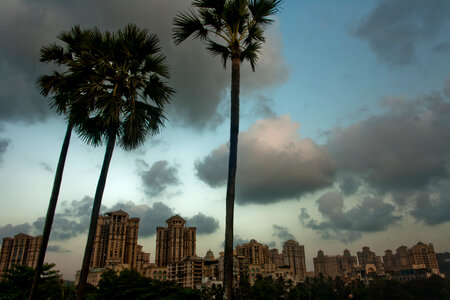 Palm Trees Buildings photo