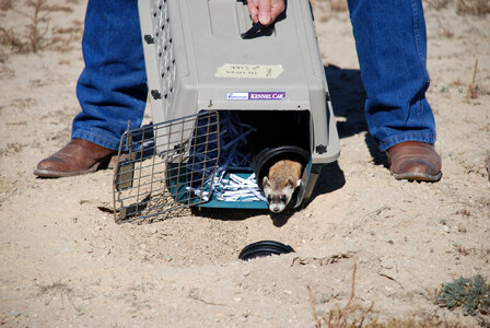 Black-footed Ferret release-2