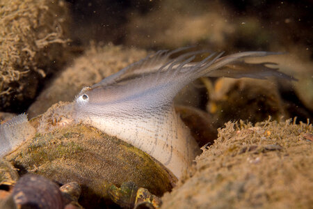 Plain pocketbook mussel displaying lure, fish mimic with eye spot-2